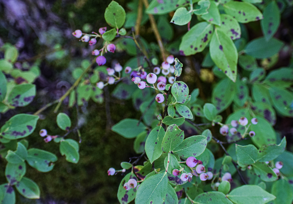 Exploring Birds Birds attracted to Wild Blueberry